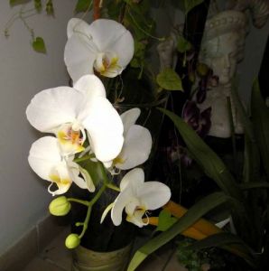Voir le détail de cette oeuvre: La Marquise aux Orchidées