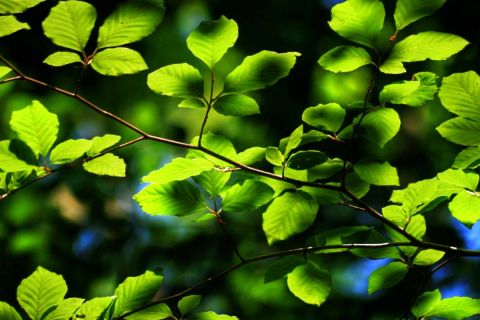 Feuilles d'arbre. - Photo - Jose Maria Gil Puchol