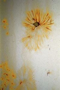 Voir cette oeuvre de nicole lechaczynski: fleur de rouille