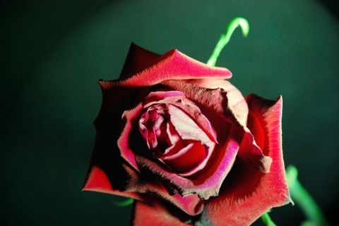 ROSE'S - Photo - nikky