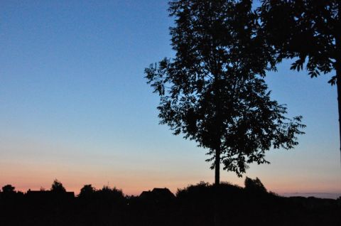 Arbres - Photo - N Troy