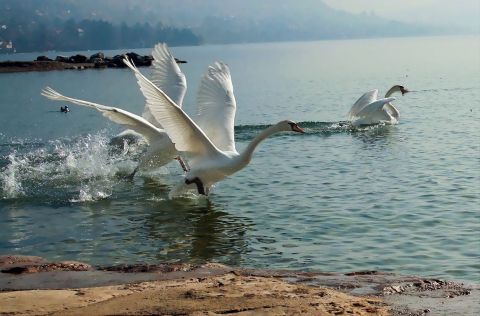 Cygnes d'un nouveau d�part - Photo - Jean-Luc Godon