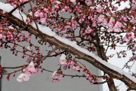 Renaissance du printemps - Photo - Jean-Luc Godon