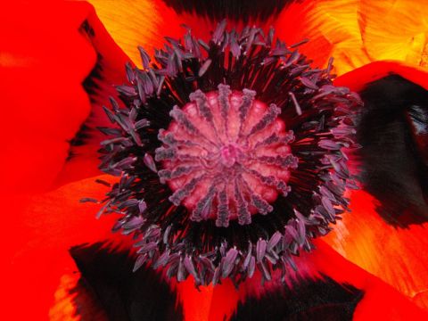 COQUELICOT - Photo - aquarius