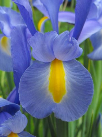 LE LYS MAUVE - Photo - aquarius