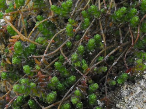 PETITES PLANTES GRASSES - Photo - aquarius