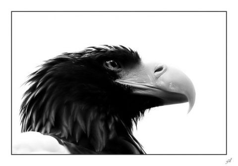 regard d'aigle - Photo - gil