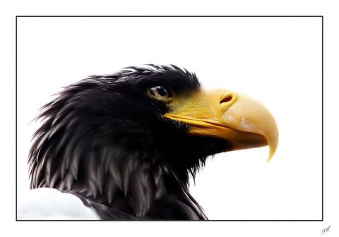 regard d'aigle en couleur. - Photo - gil