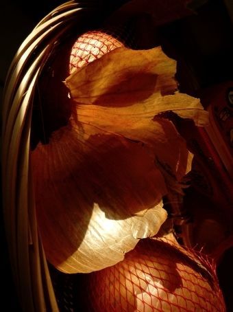 Gouaille orange � visage d�coup� - Photo - DANIEL FAGES