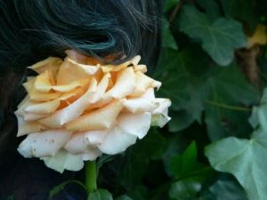 Photo de raymond la motte: La Rose