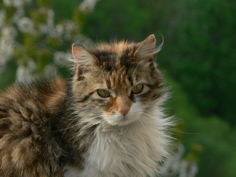le chat - Photo - raymond la motte
