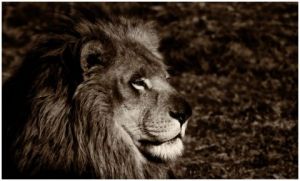 Voir cette oeuvre de gil: roi lion