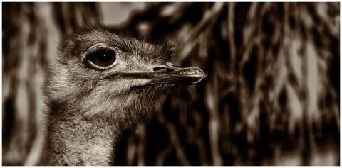 portrait de miss - Photo - gil