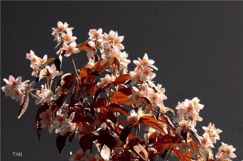 Rameau de cerisier - Art numerique - Fammouse