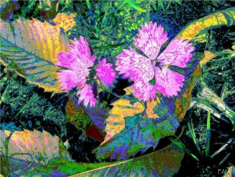 Oeillets de po�te - Art numerique - Fammouse