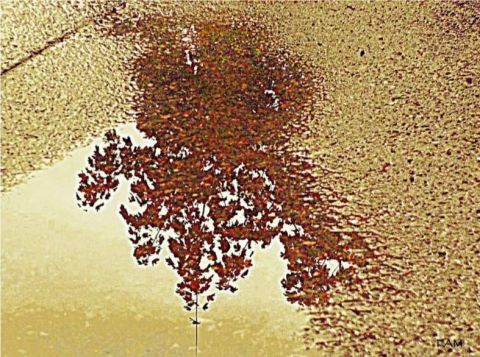 Reflet d'arbre - Art numerique - Fammouse