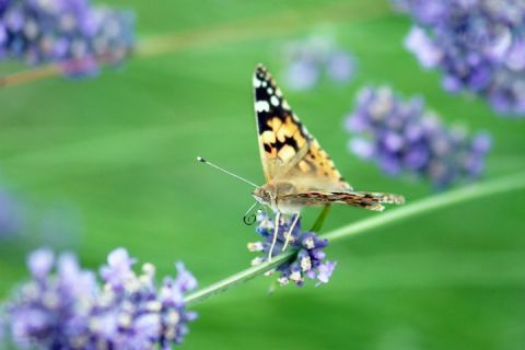 Papillon - Photo - Sebastien Bazin