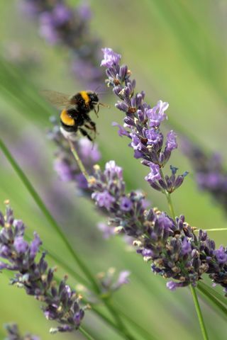 insecte en vol et lilas - Photo - Sebastien Bazin