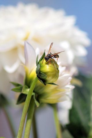 L'artiste Sebastien Bazin - Insecte sur fleur