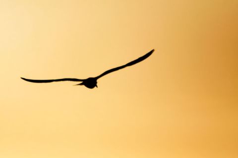 Oiseau et couch� de soleil - Photo - Sebastien Bazin