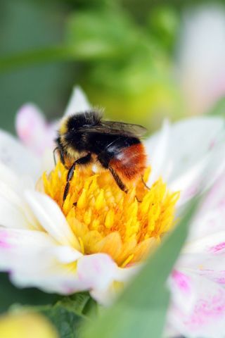 insecte sur fleur - Photo - Sebastien Bazin