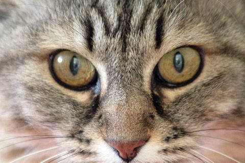 Yeux de chat - Photo - Sebastien Bazin