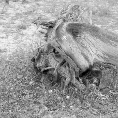 l'arbre Chien - Photo - Photopaulo