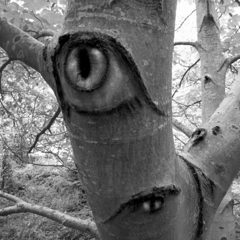 L'artiste Paul BENICHOU - les yeux du bois