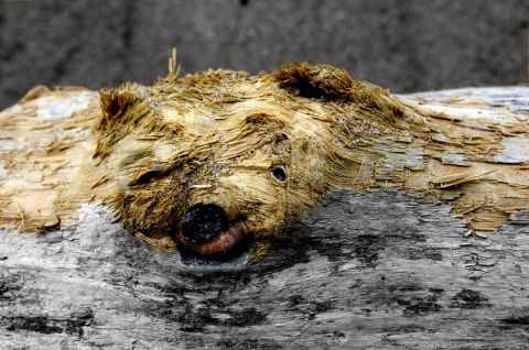 Mon Ours - Photo - Photopaulo