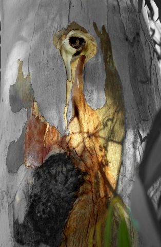 L'arbre h�ron - Photo - Photopaulo