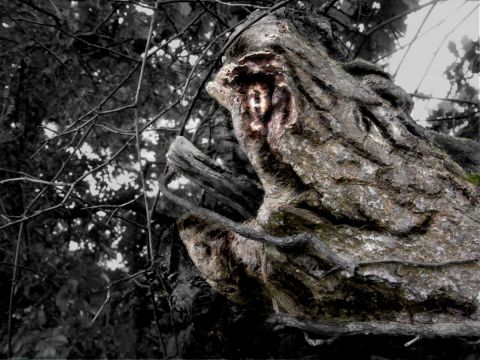 l'arbre vorace - Photo - Photopaulo