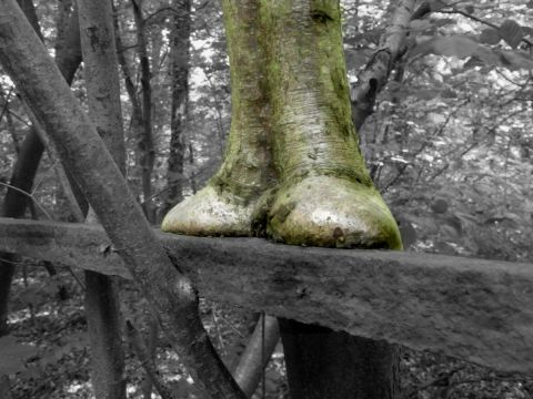 l'arbre �quilibriste  - Photo - Photopaulo