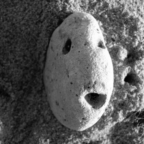 le poisson pierre - Photo - Photopaulo