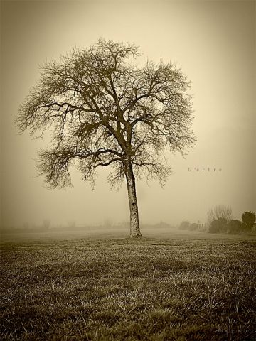 l'arbre - Photo - vassago