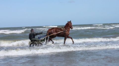 Horse  - Photo - Kimy