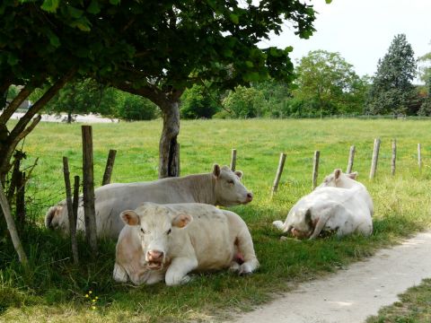 au frais - Photo - SYLVIANE CASCARINO
