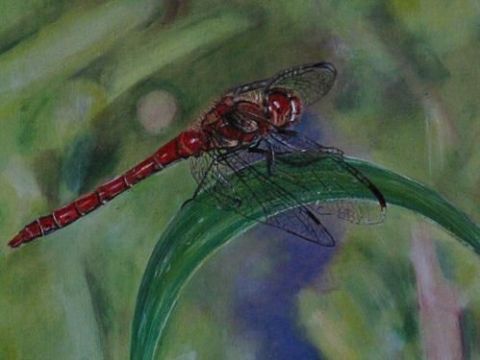 La libellule rouge - Peinture - Line