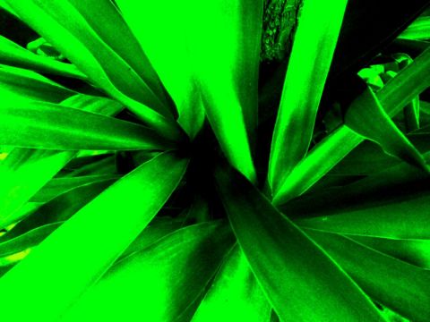 Yucca cancun - Photo - EB