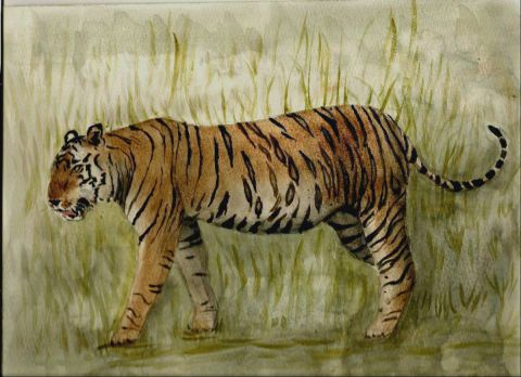 Tigre du Bengale - Peinture - MN Toulon