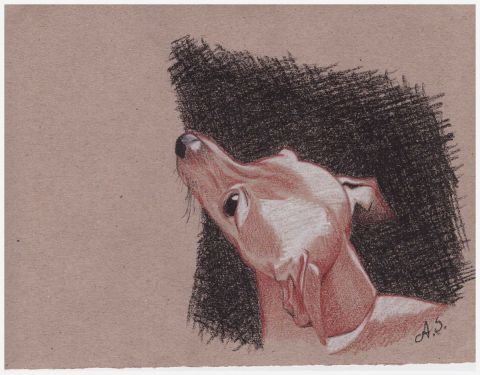 L'artiste AS - Petit chien