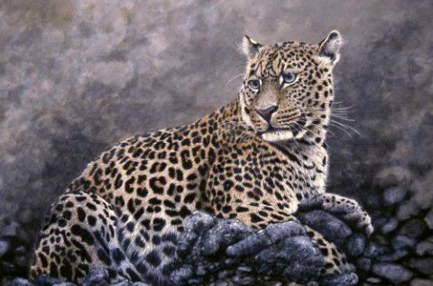 L'artiste georges rossi - leopard couché ...