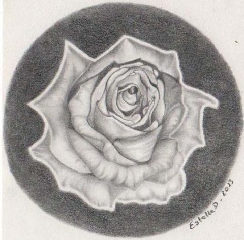 Rose en noir et blanc - Dessin - EstelleD