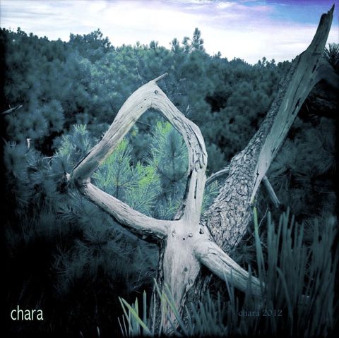 L'artiste chara - Arbre carré - Carcans 2012