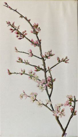 Une Branche de l'Amandier en Fleurs - Peinture - annie massollo