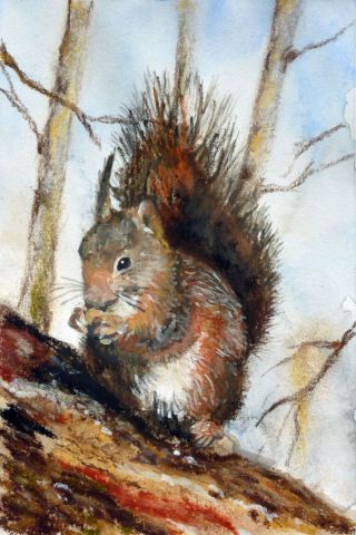 écureuil - Peinture - marc pfund
