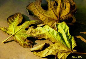 Photo de harimoart: feuilles mortes 2