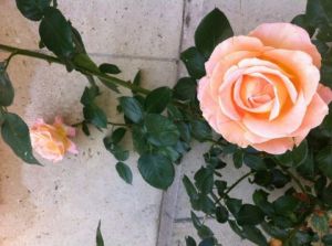 Photo de Beyla Lavana: mur de roses