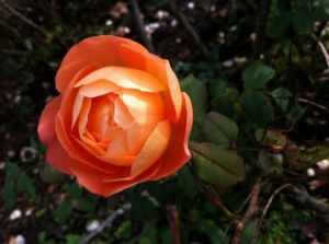 Photo de Beyla Lavana: Rose orange