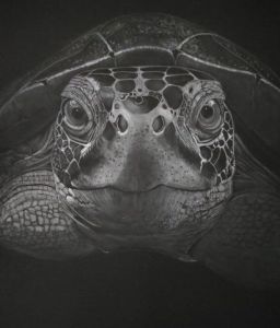 Voir cette oeuvre de Nenette: Portrait tortue